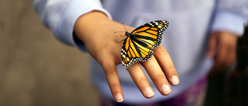 Monarch Butterfly - POST