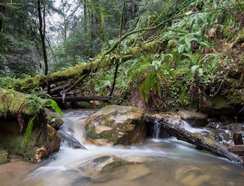 Purisima Creek and Redwood Forest