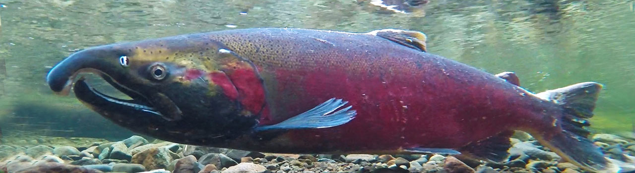 Coho Salmon in Pescadero