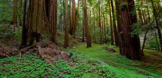 5-Reasons-Redwoods-Are-the-Coolest
