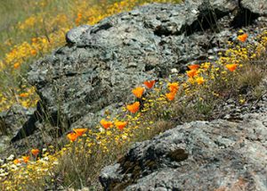 Calero County Park Wildflowers - POST