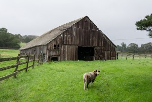 Sheep Barn Tunitas (1)