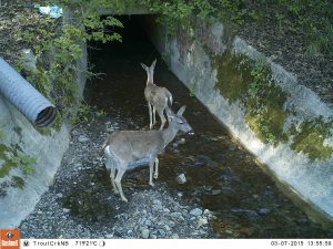 2-deer-at-trout-creek-culvert-3-7-2015-1