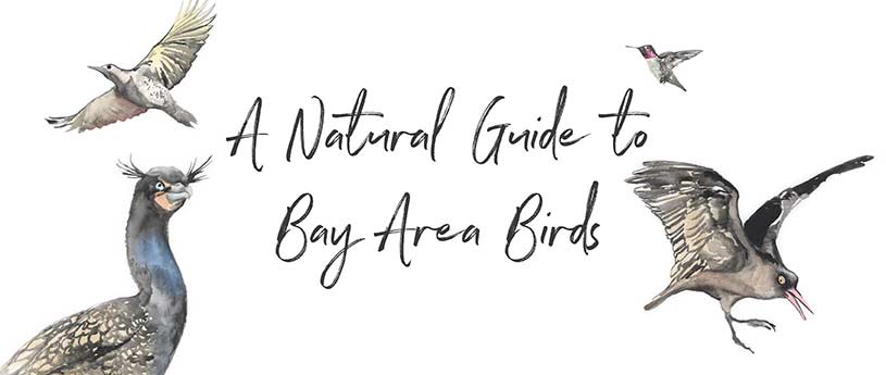 Bay Area Birds