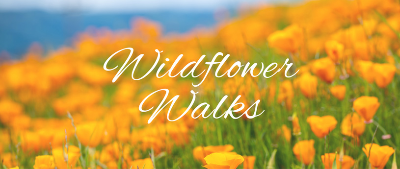 Wildflower Walks - POST