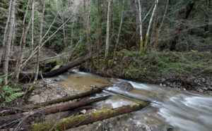 Logs crossing a stream, slowing its current. 