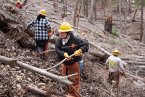 Stewardship crew moves wood in dense forest.