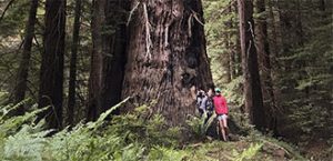 Purissima Creek Redwoods - POST