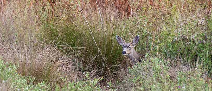 Black-tailed Deer California - POST