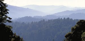 Skyline Redwoods - POST