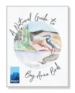 bay area bird guide - POST