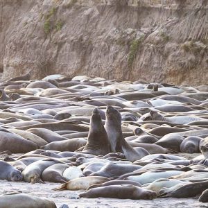 Elephant Seals of Ano Nuevo - POST