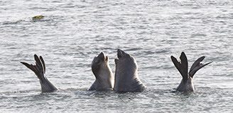 Elephant Seals Ano Nuevo - POST