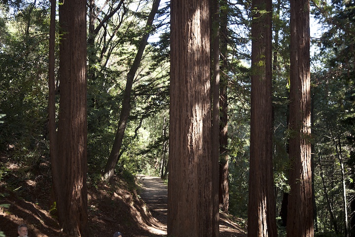 Mt Madonna redwoods hike