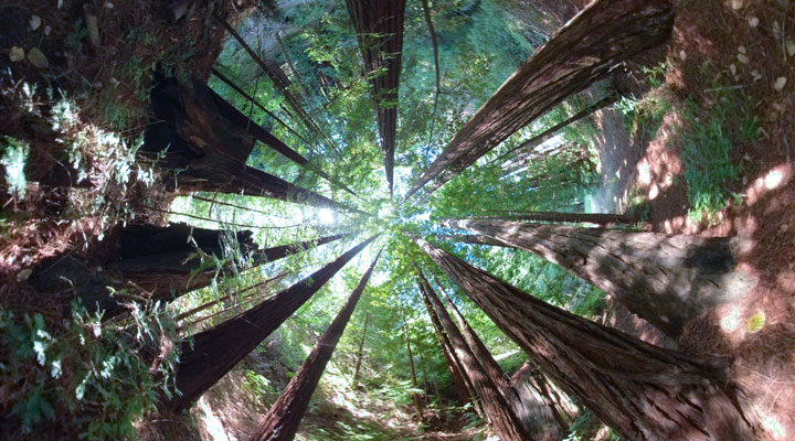 View looking up through a redwood fairy ring