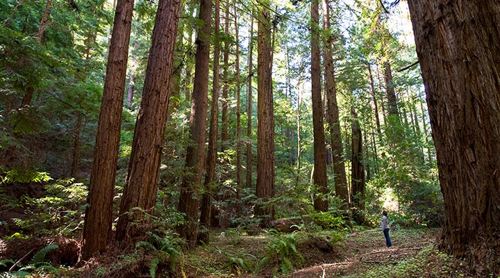 A hiker looks up at towering redwoods.