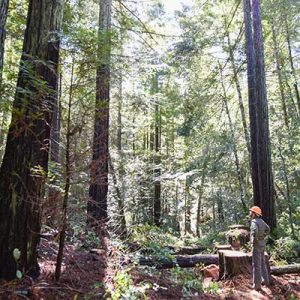 San-Vicente-Redwoods