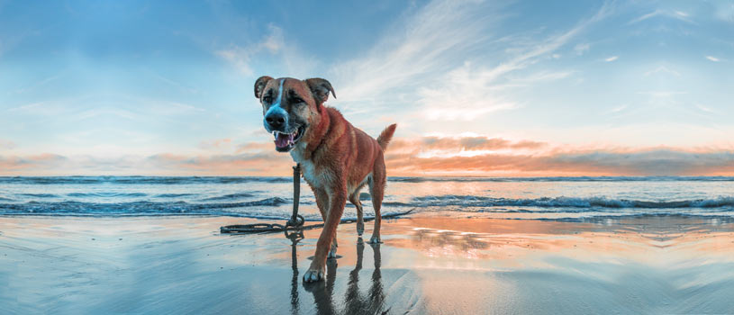 beach-dog-leisure-POSTf