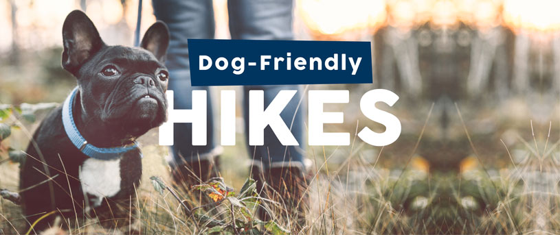 dog_friendly_hikes_POST_featured_image_1