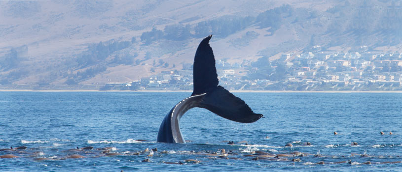 whale_watching_bay_area_POSTf