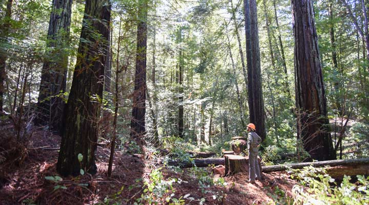 Redwood logging - POST