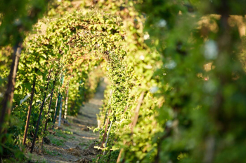 Rows of berry vines at Webb Ranch.