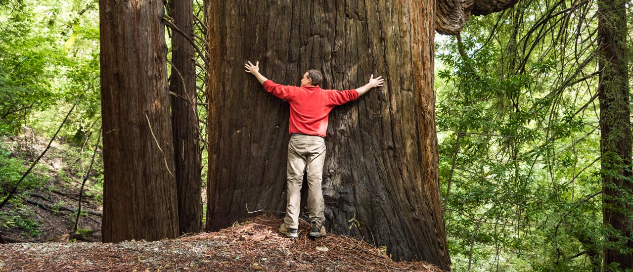 A man hugs a redwood tree.