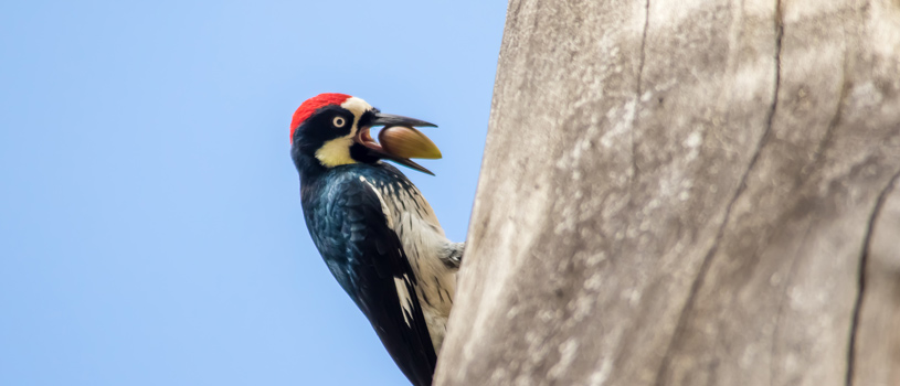 Acorn Woodpecker - POST