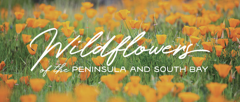 Wildflower Guide - POST