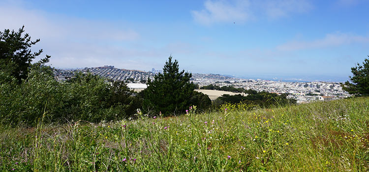 View of SF from atop McLaren Park