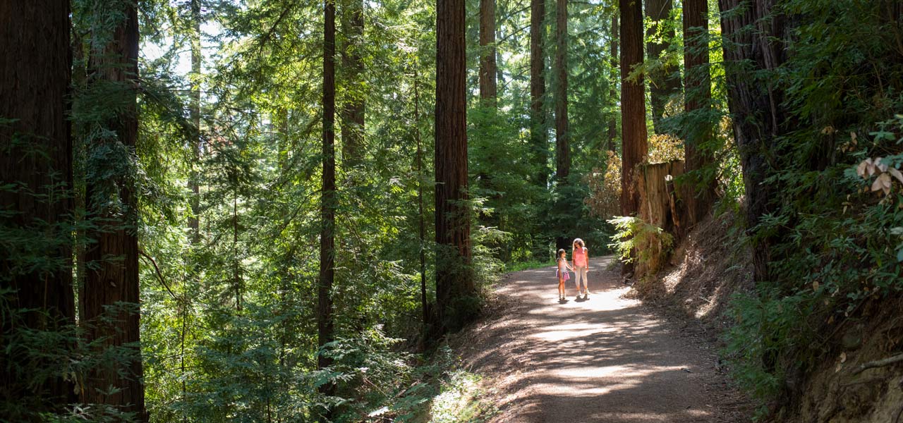 Bear Creek Redwoods - POST