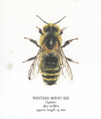 Western Honey Bee Illustration