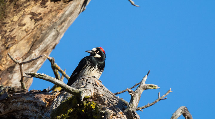 Acorn woodpecker perched on an ancient California oak