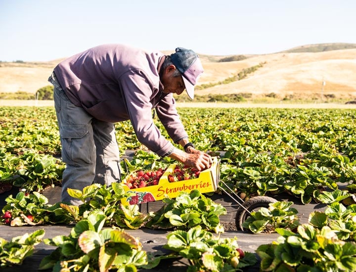 Farmworker harvesting strawberries at Blue House Farm - Local Food