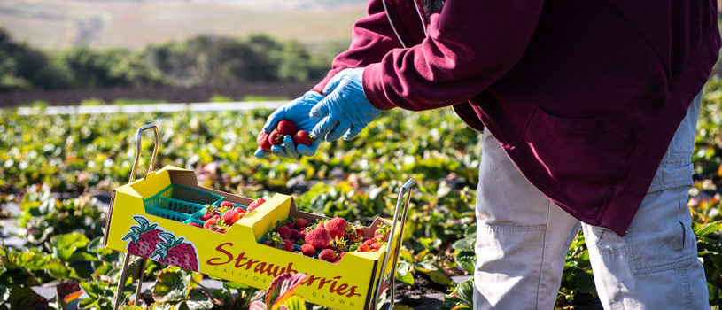Farm worker loading strawberries into a small basket - local food