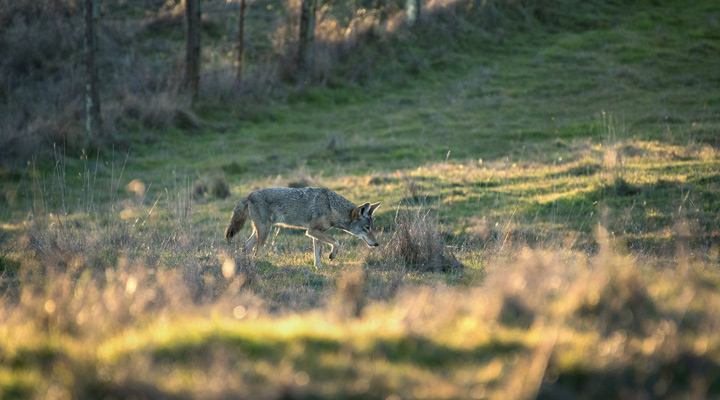 A coyote on the prowl at sunset - POST
