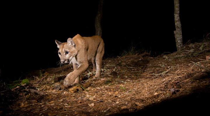 Mountain lions prowling through the dark - POST