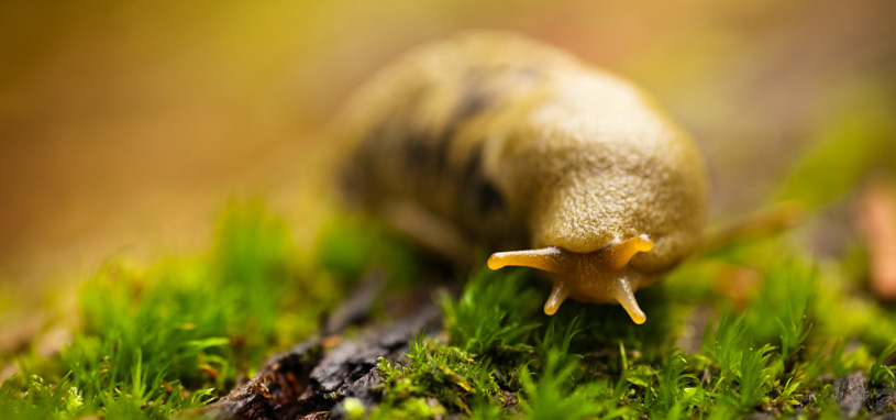 Banana slug close up - POST