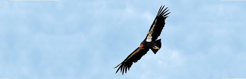 California condor in flight - POST
