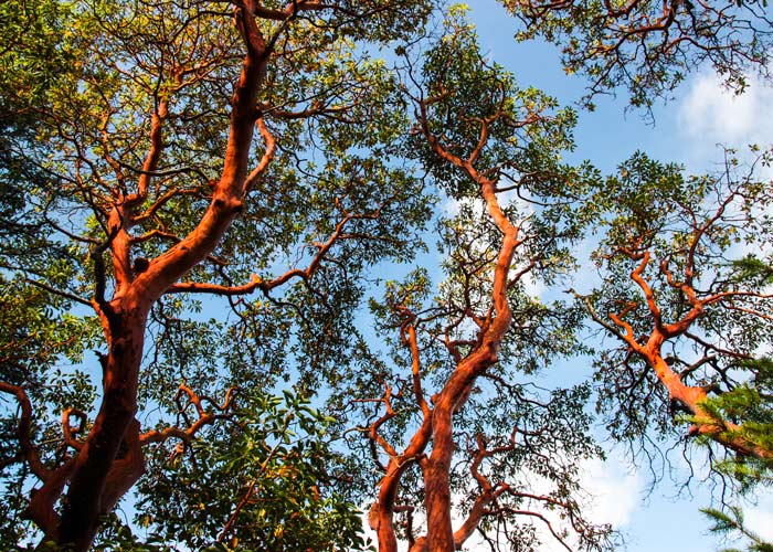 Madrone trees of California - POST