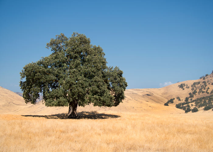 Coast live oak tree, California - POST