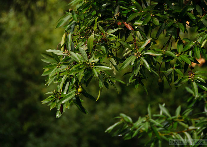 California bay laurel tree nuts - POST