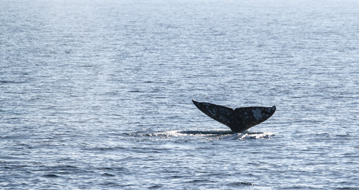 gray whale tail - POST