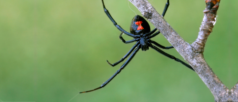 black widow spider upside down - POST