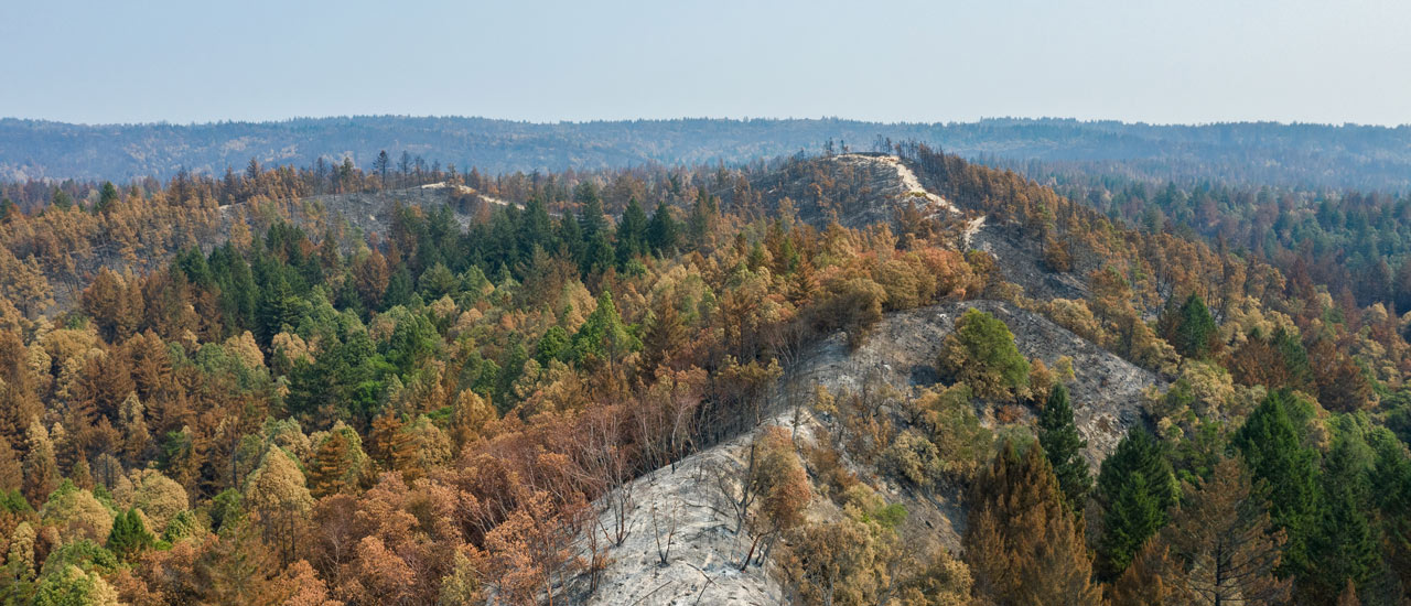 An aerial view of San Vicente Redwoods before the fire.