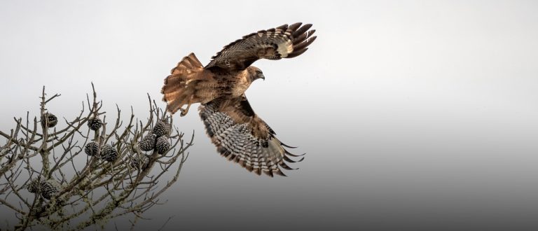 A red-tailed hawk takes flight.
