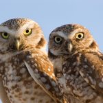 Burrowing Owl – Double Staring Contest