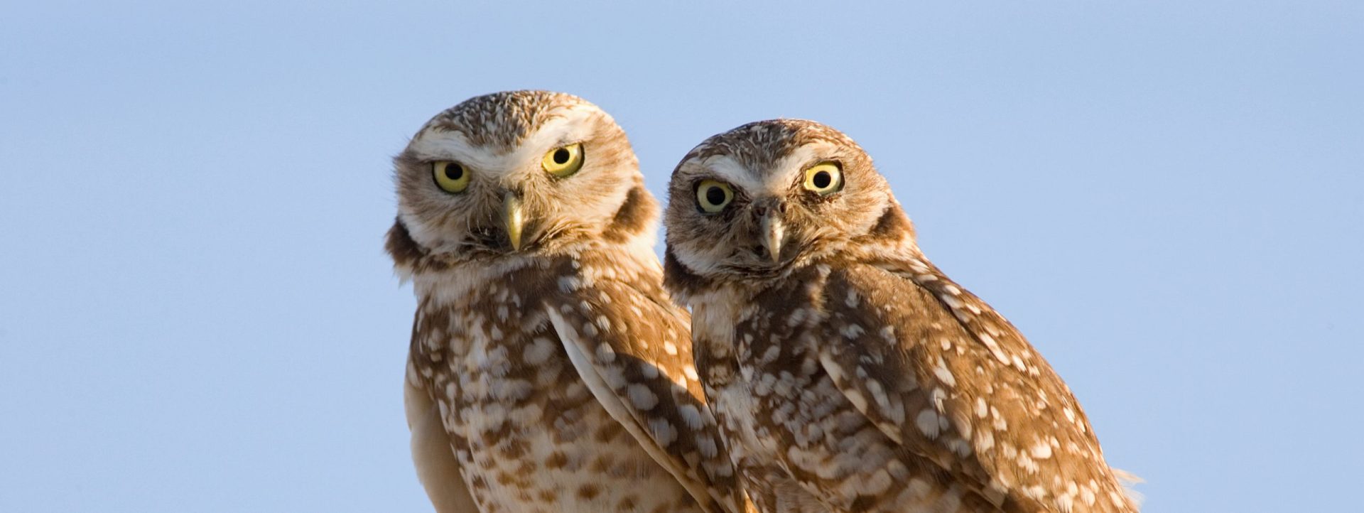 Burrowing Owl – Double Staring Contest