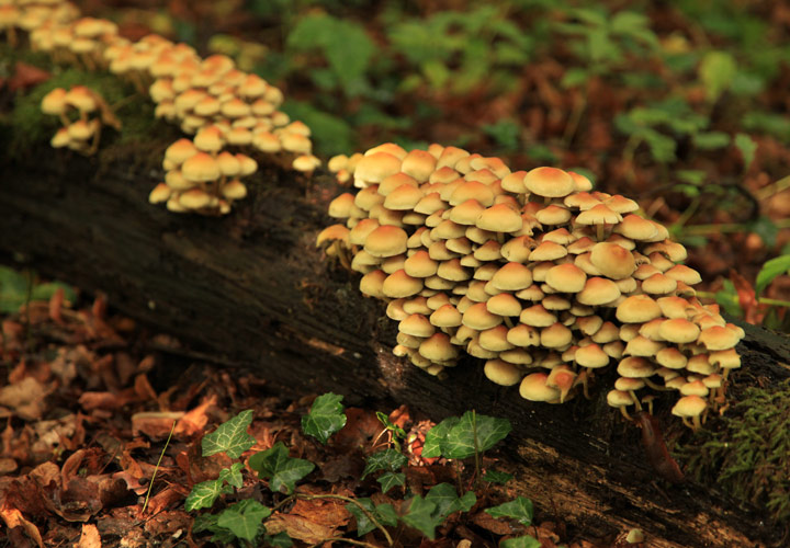 Sulphur tuft wild mushroom - POST