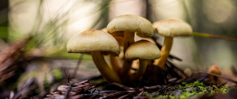Wild mushroom on the forest floor - POST